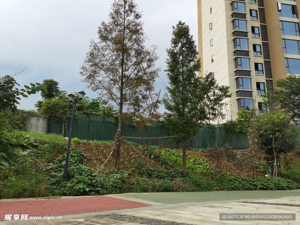 小区旁的绿植与高楼景观