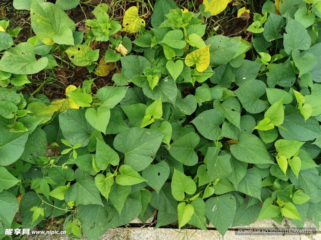 绿叶植物景观
