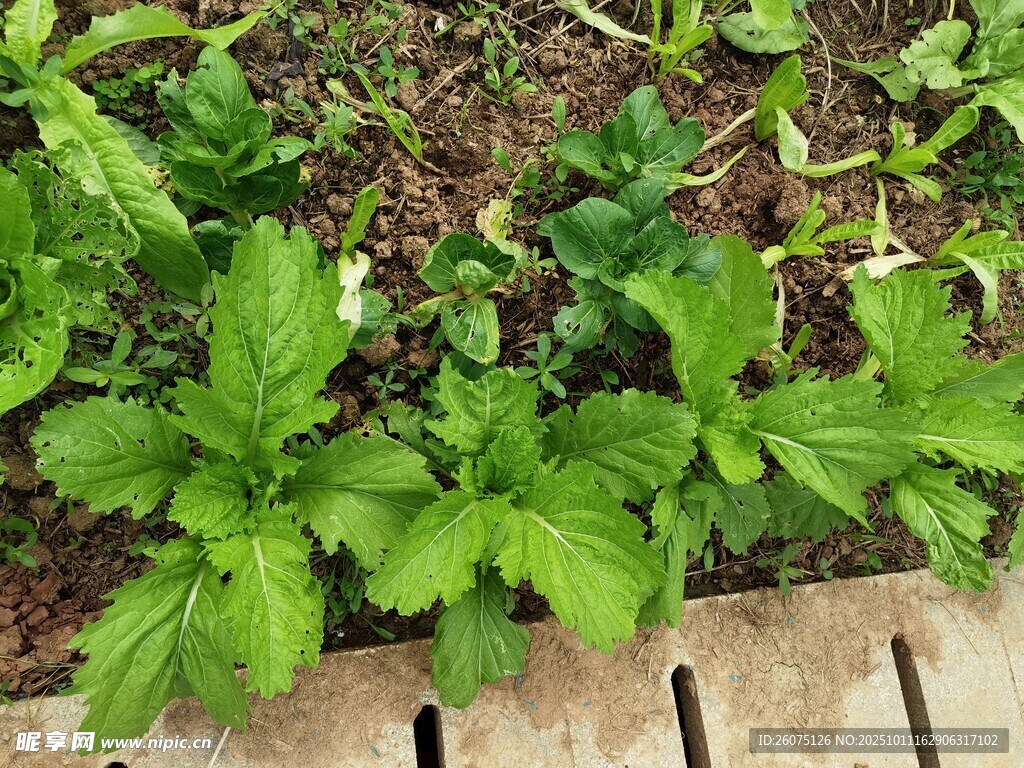 绿叶植物生机盎然