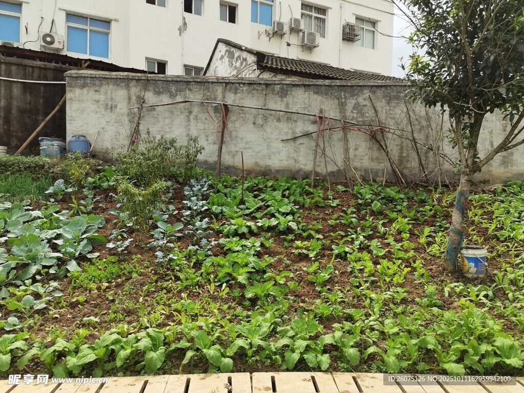 庭院小菜园绿意盎然