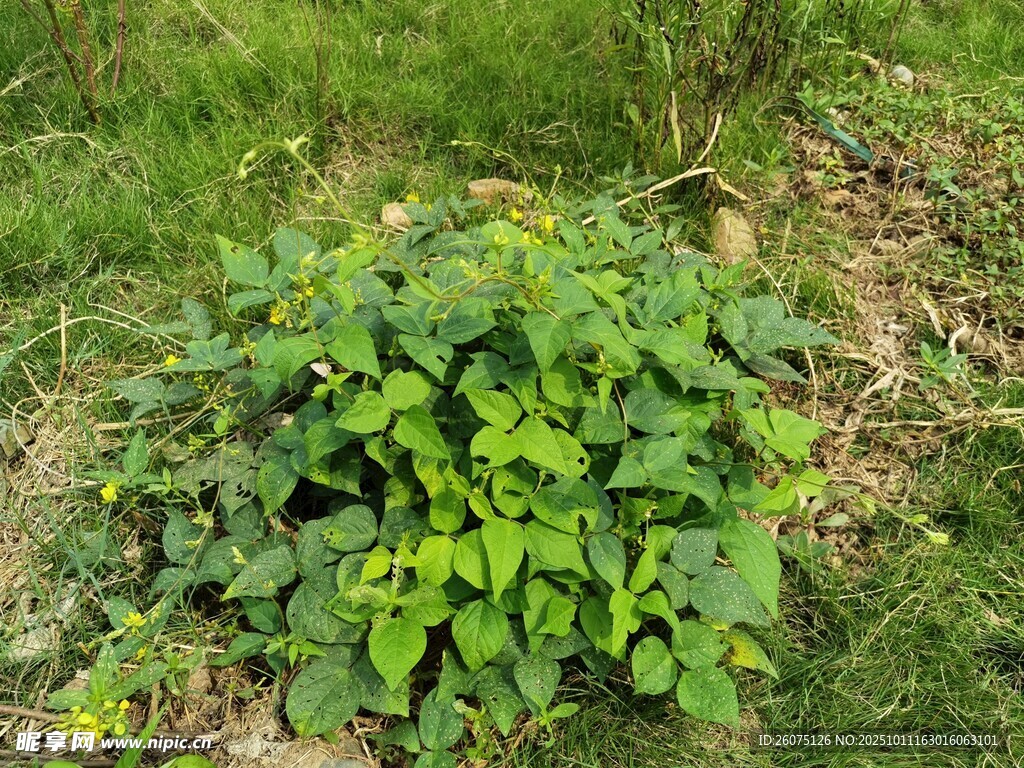绿叶繁茂的地面植物