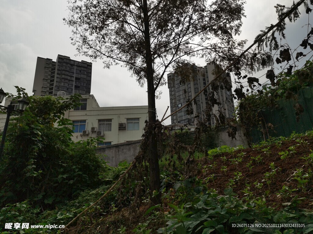 荒废建筑旁的孤树与绿植