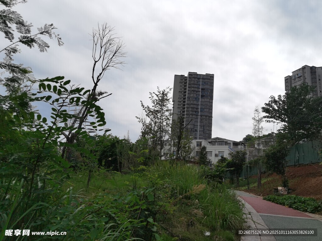 城市中的绿植与休闲步道