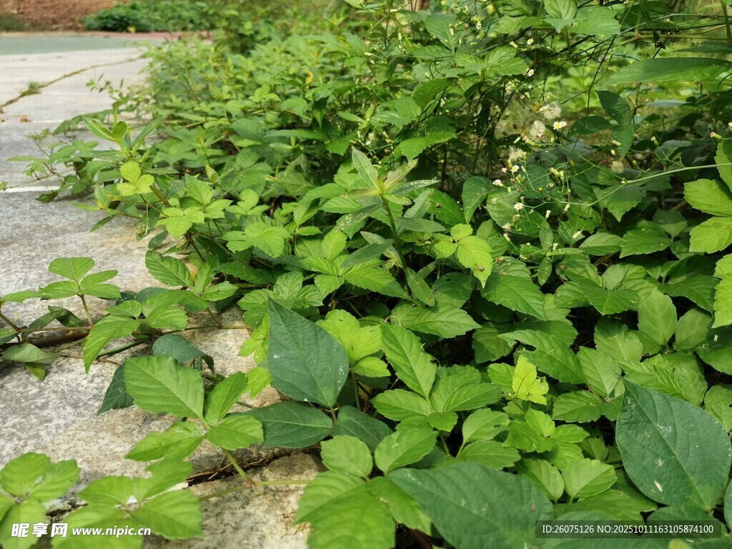 绿叶繁茂的地面植物景观