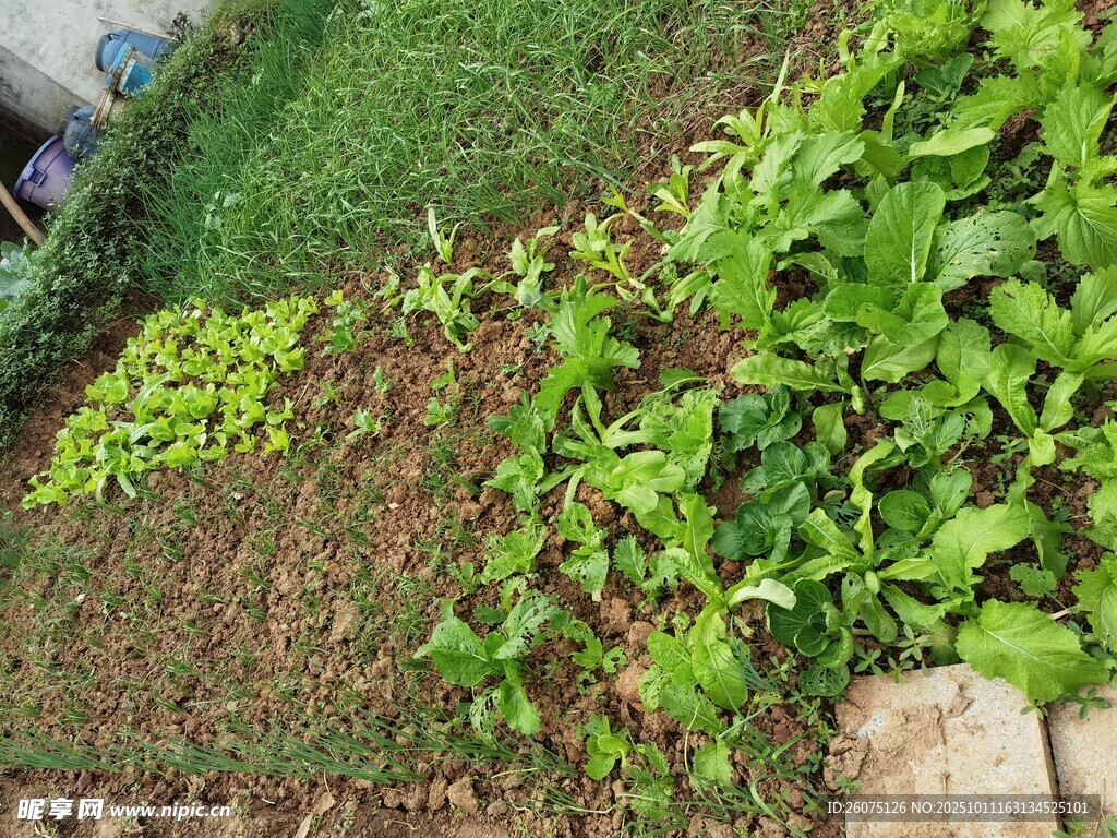 户外蓬勃生长的翠绿植物