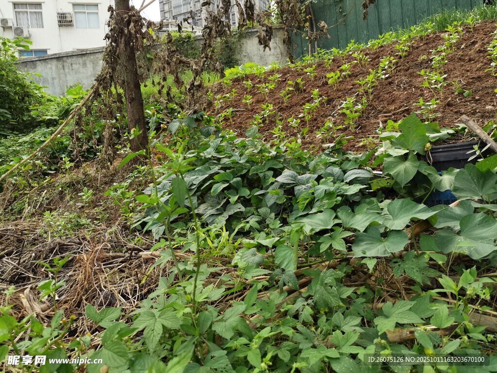 山坡绿植景观