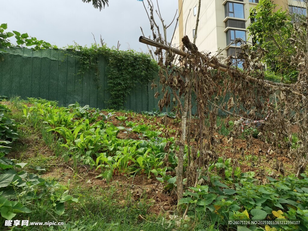 庭院绿植与枯藤景象