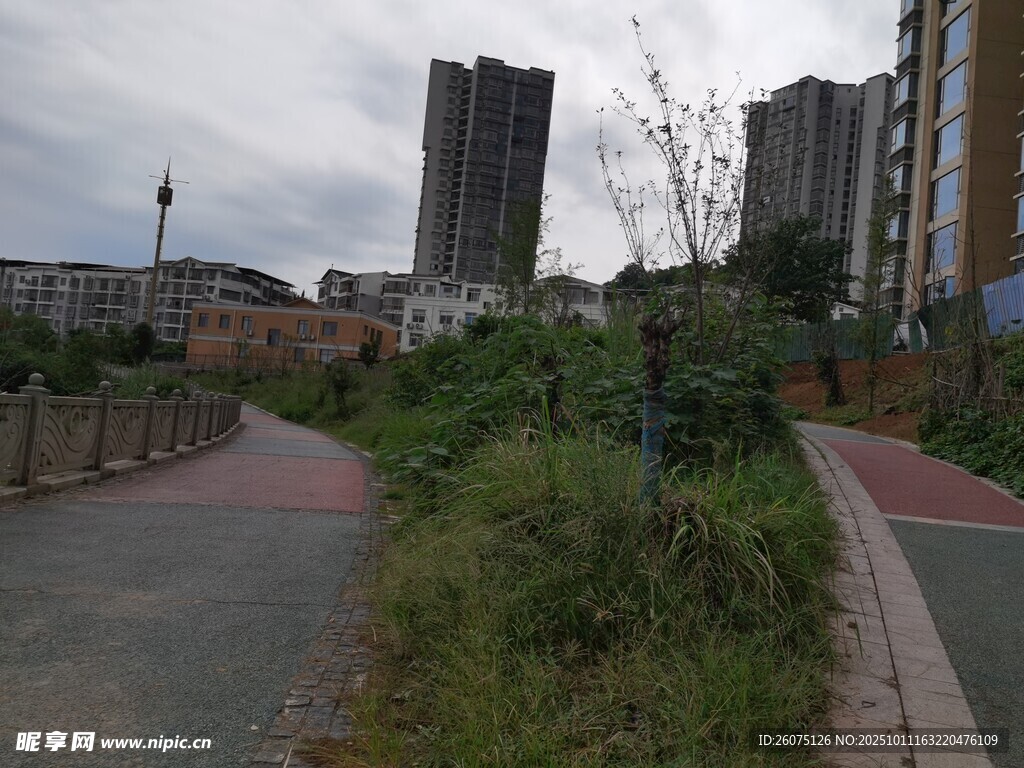 城市中道路旁的绿植景观