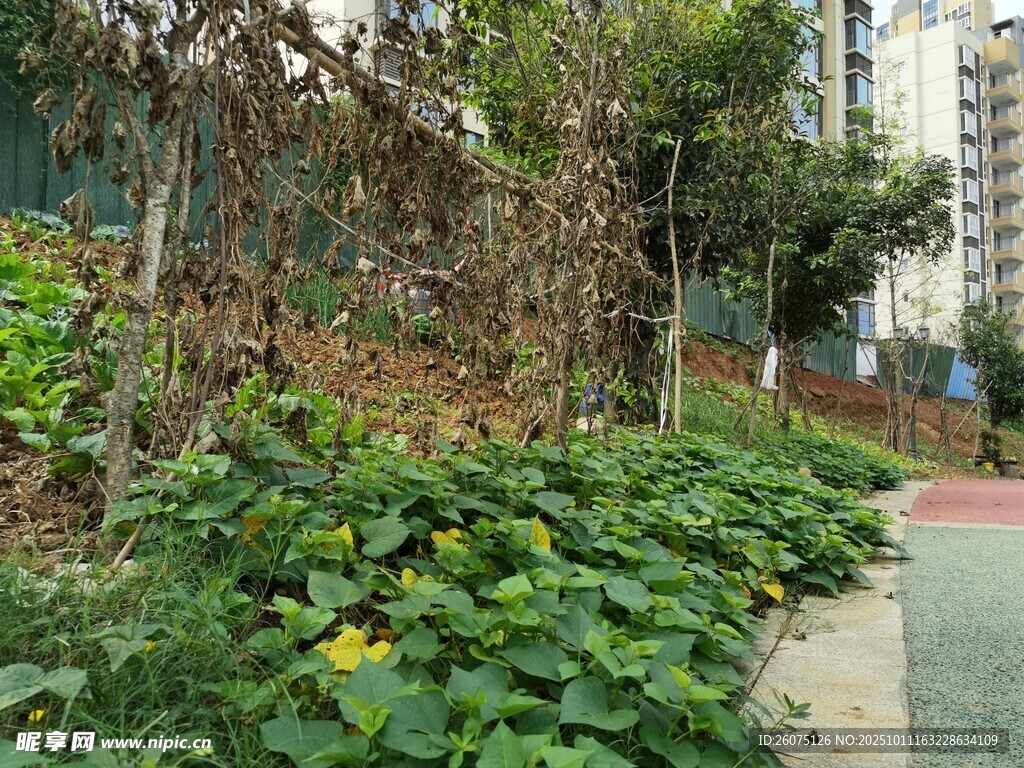 城市中的绿植景观角落