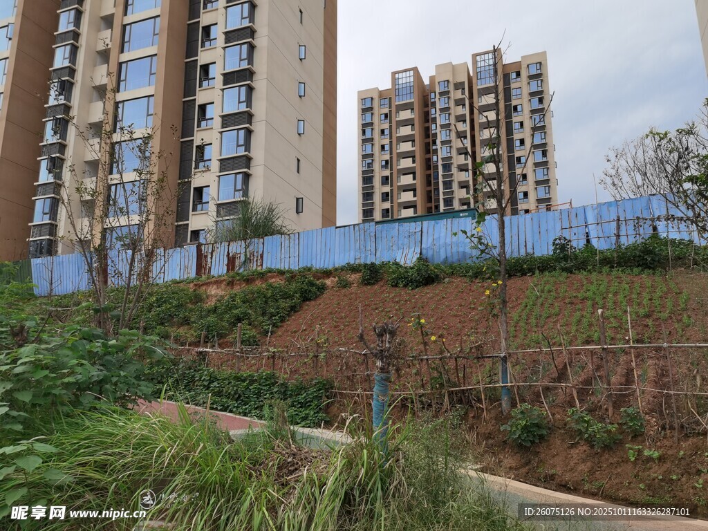 新建小区旁的绿化施工场景