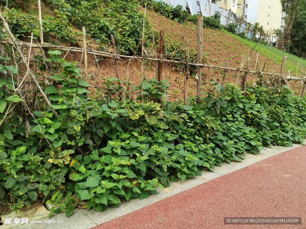 路边绿植围栏景观