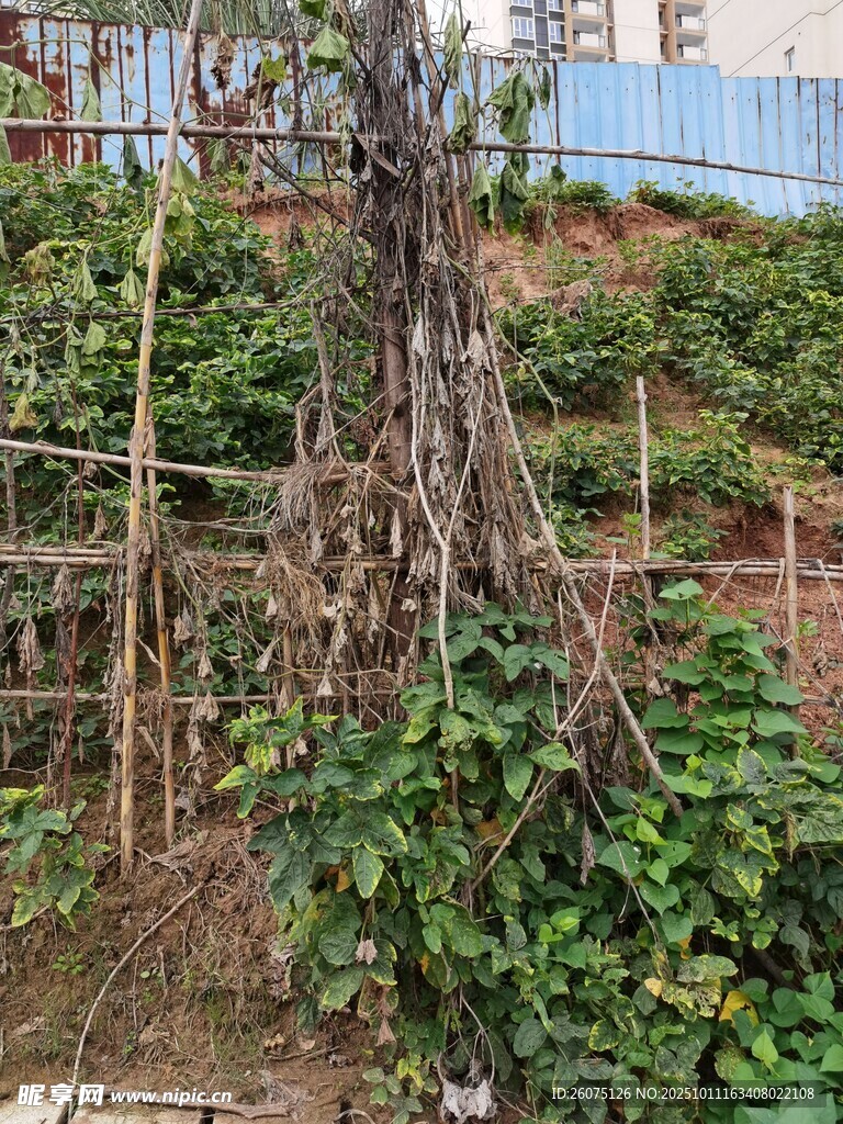 田园竹制攀爬架绿植景观