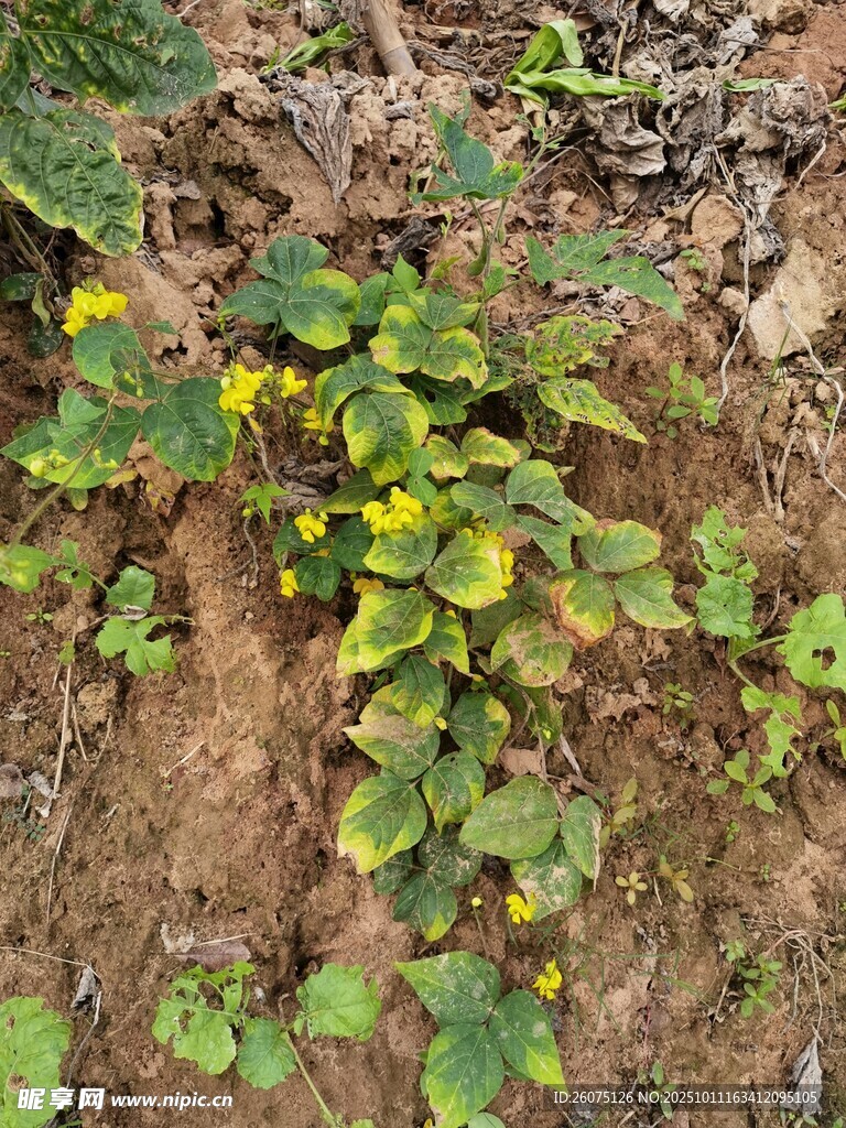 地面生长的黄色小花植物