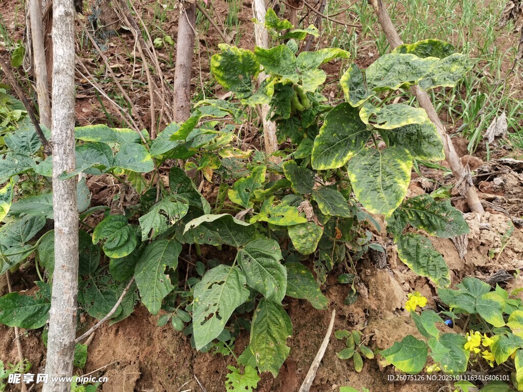 绿叶植物扎根于泥土中
