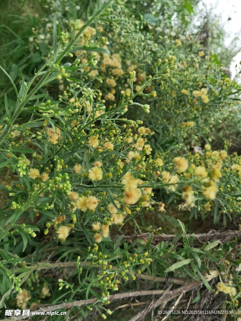 金黄灌木丛中的繁茂花朵