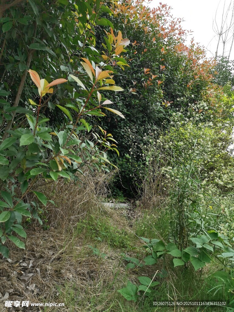 林间小径绿植环绕