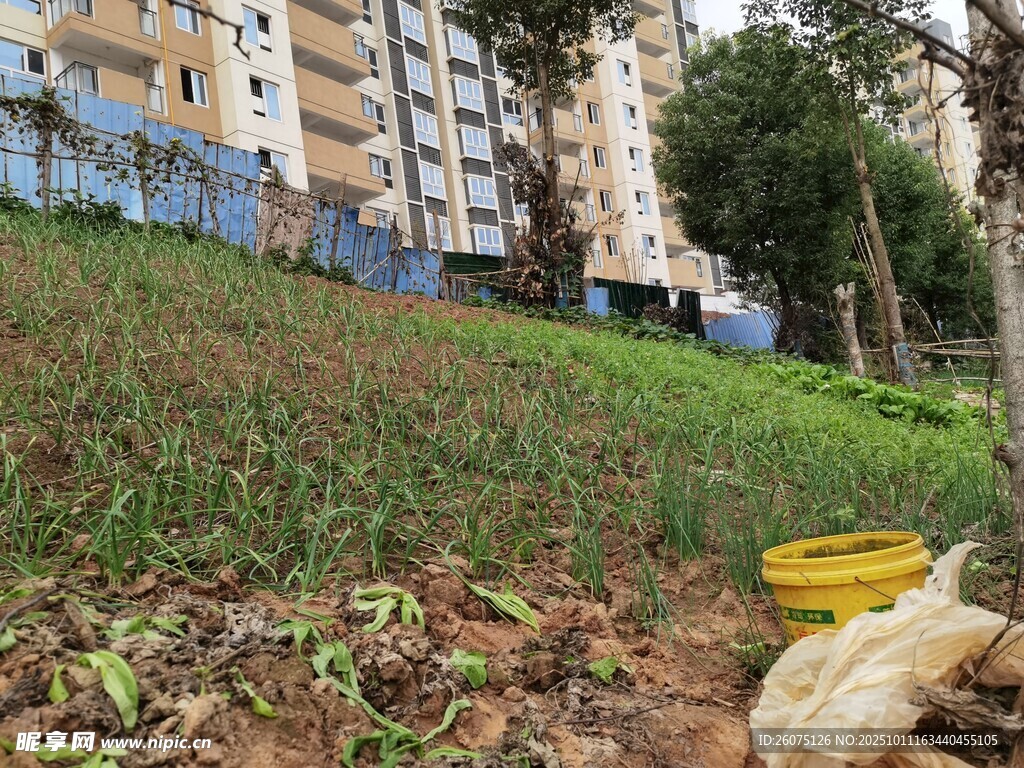 小区旁待开发的绿地