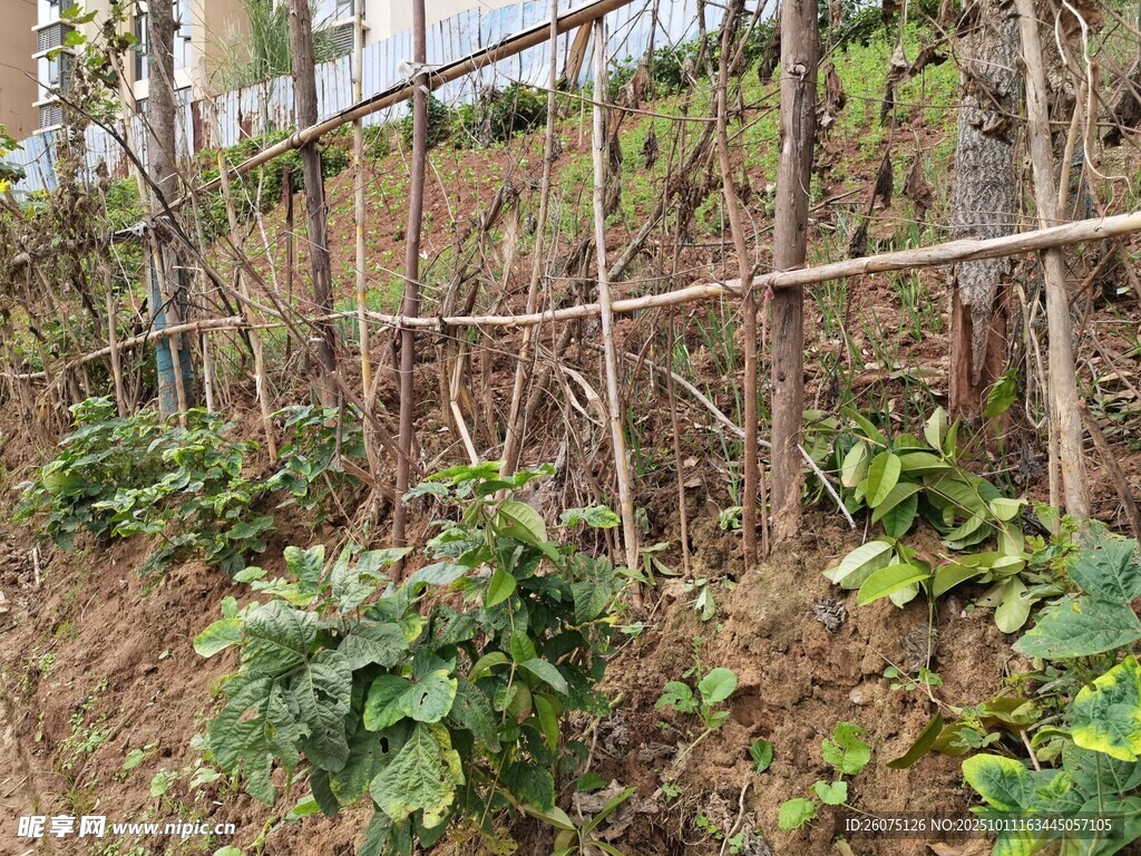 山坡上的植物与竹制支架