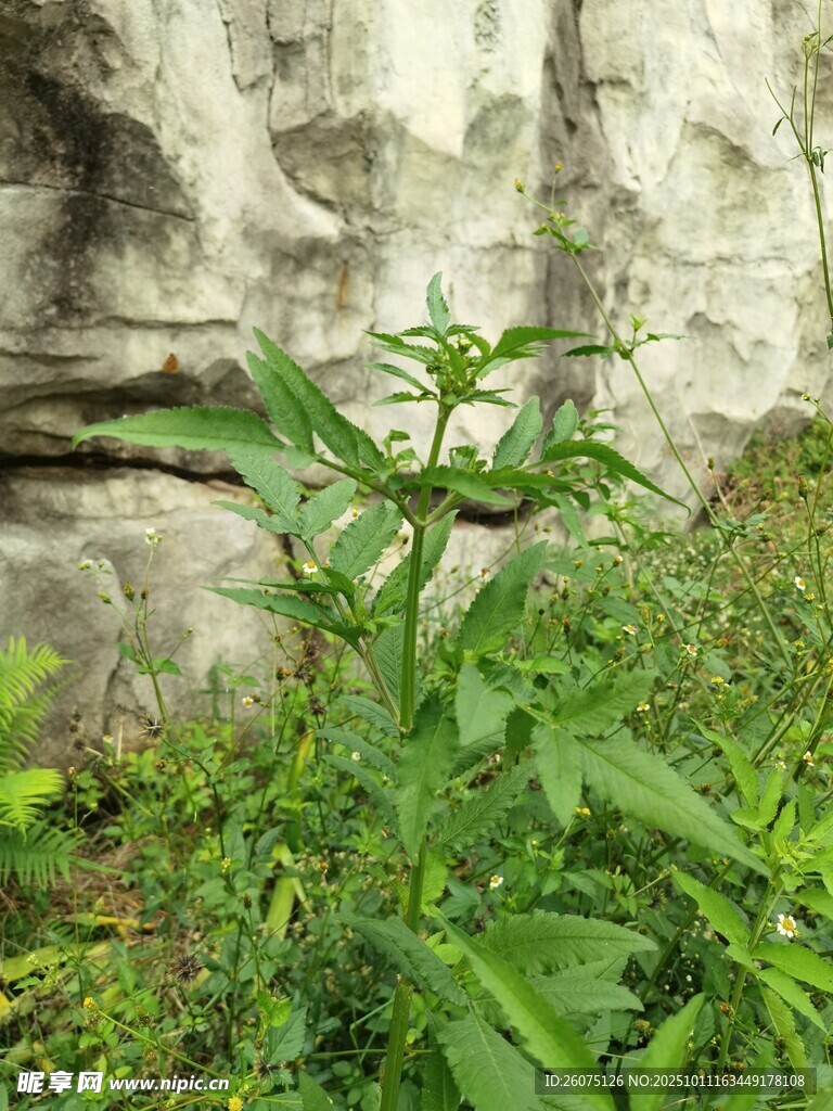 石缝间生长的绿色植物