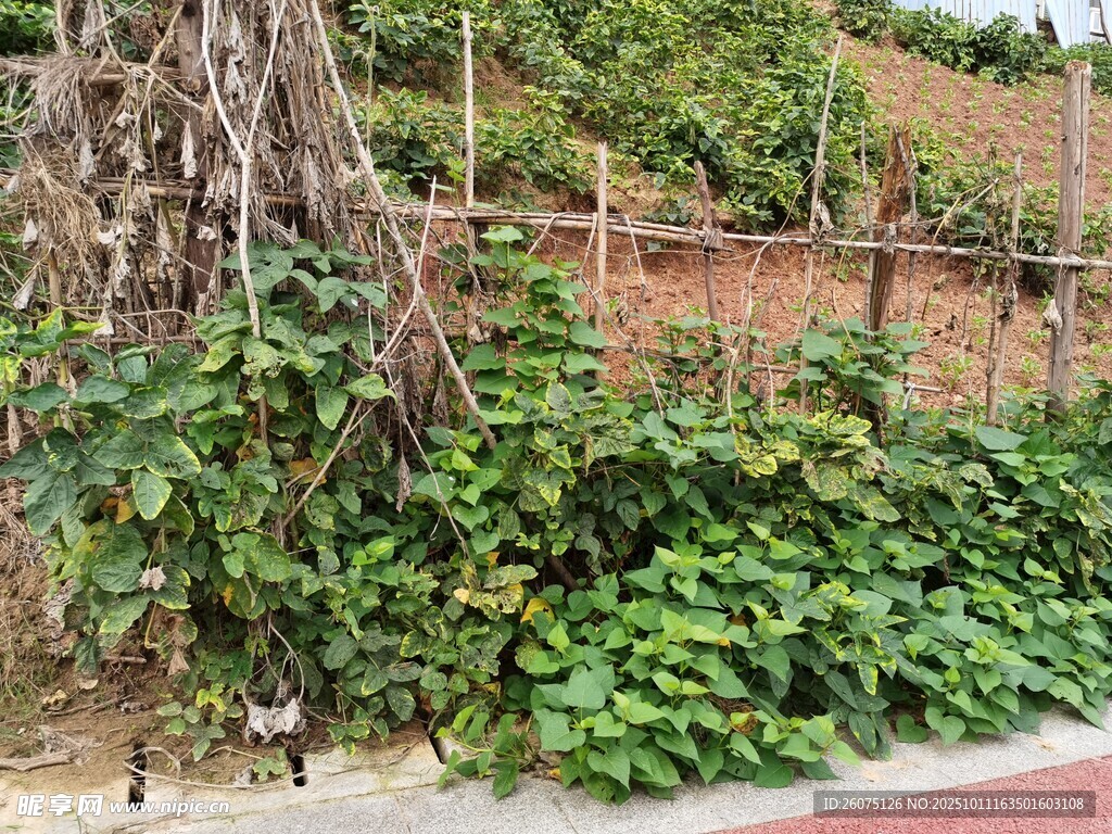 墙边繁茂绿植景观