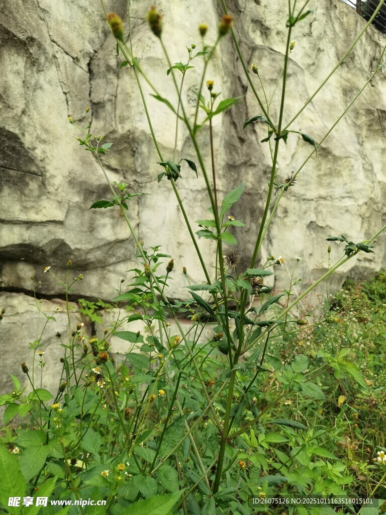 石缝间生长的野生植物