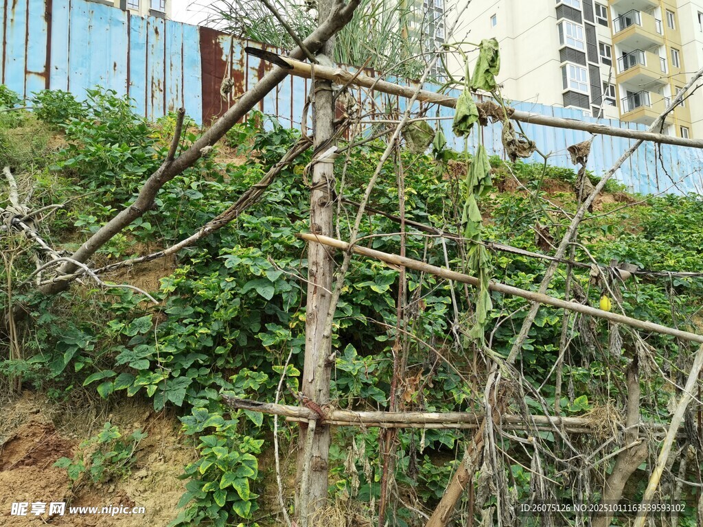 带刺藤蔓植物攀爬场景