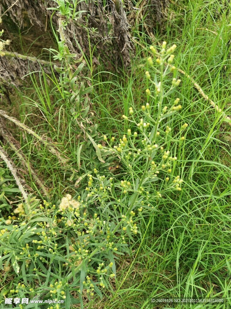 野外丛生的绿色植物