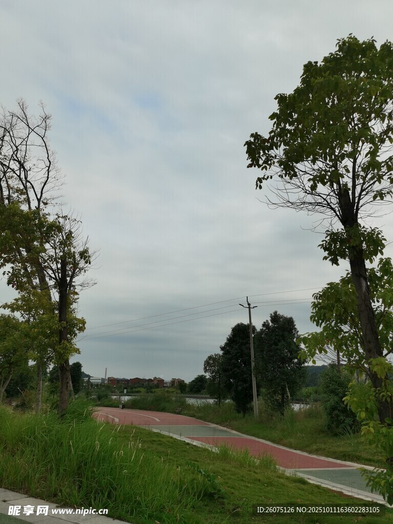 乡村小路旁的绿树与草地