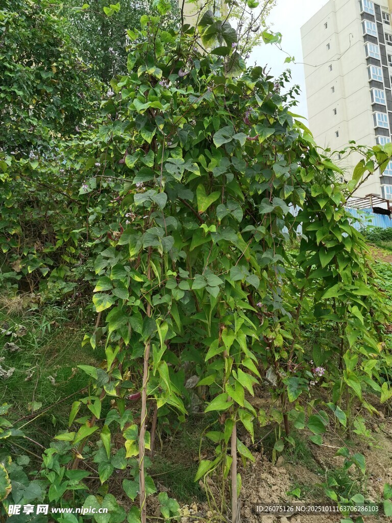 繁茂绿植展现自然生机