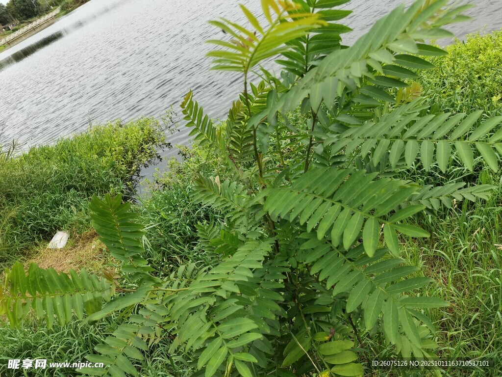溪边翠绿蕨类植物特写