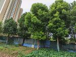 城市中绿树环绕的空地