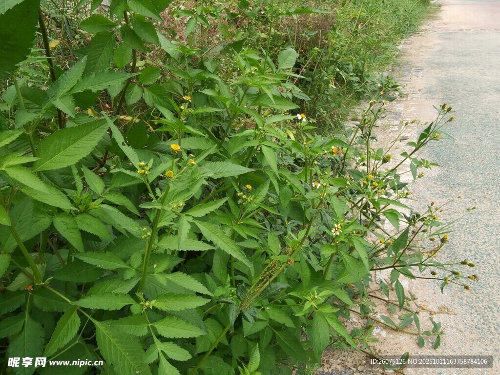 路边繁茂的绿色植物