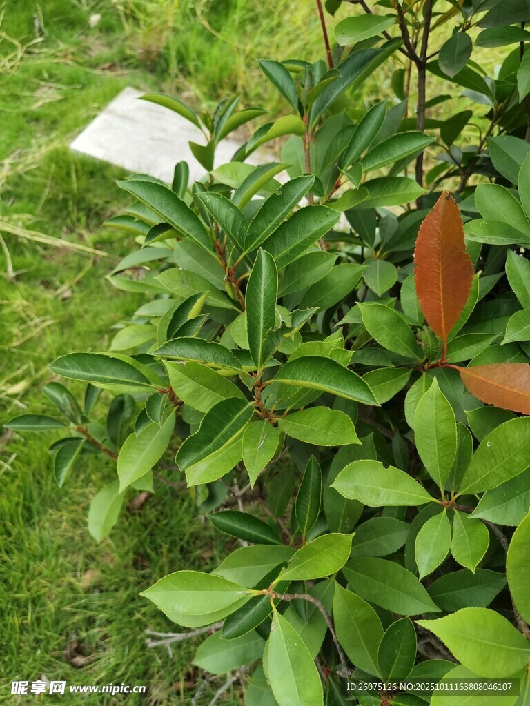 绿叶丛中的橙红色植物