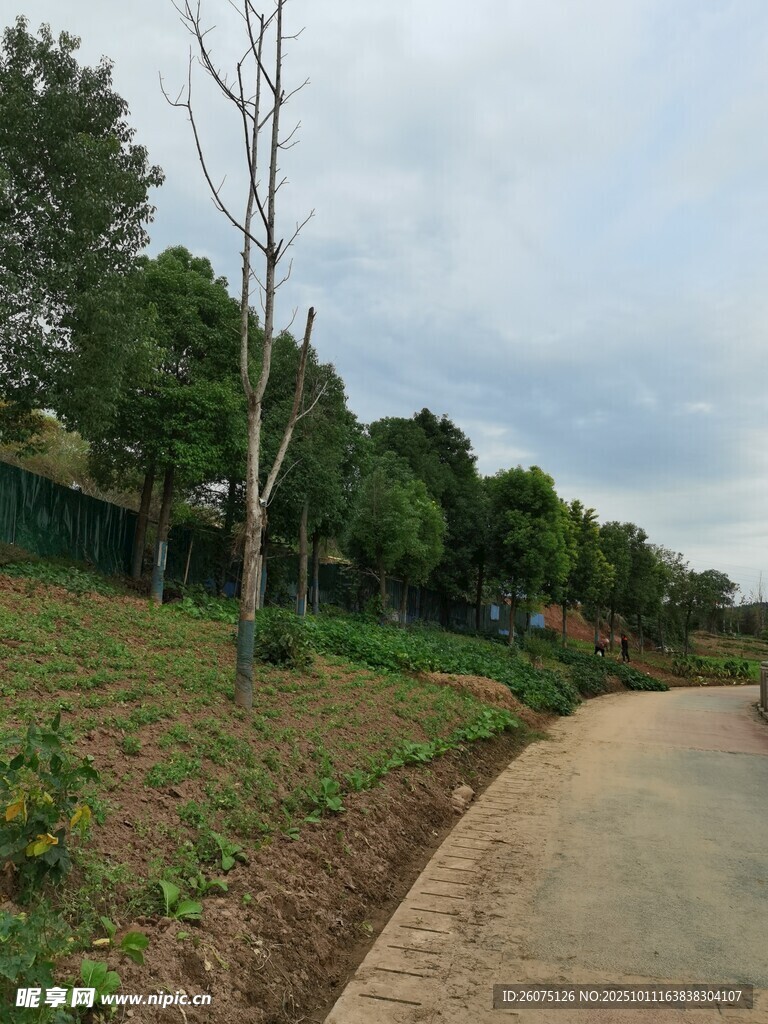 乡村小道旁的绿意景致