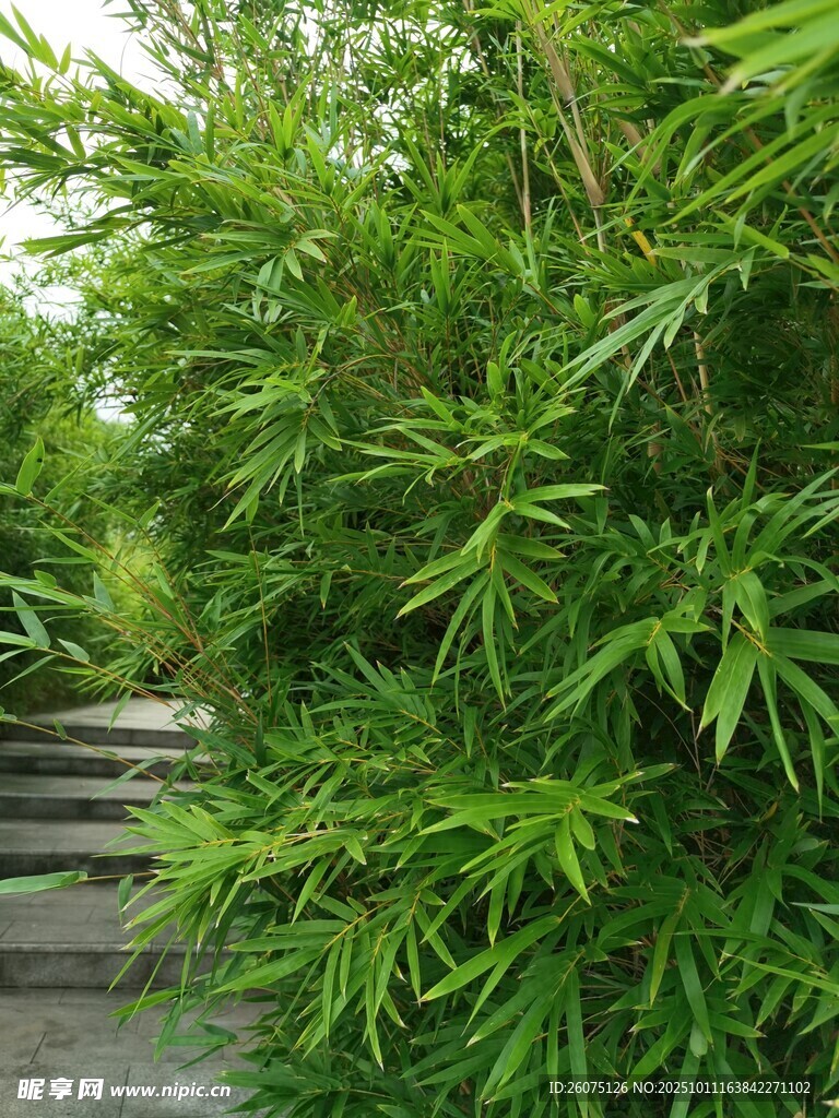 翠绿竹林中的石板小径