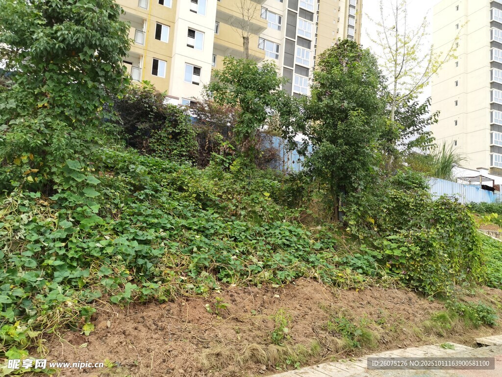 小区旁繁茂绿植景观