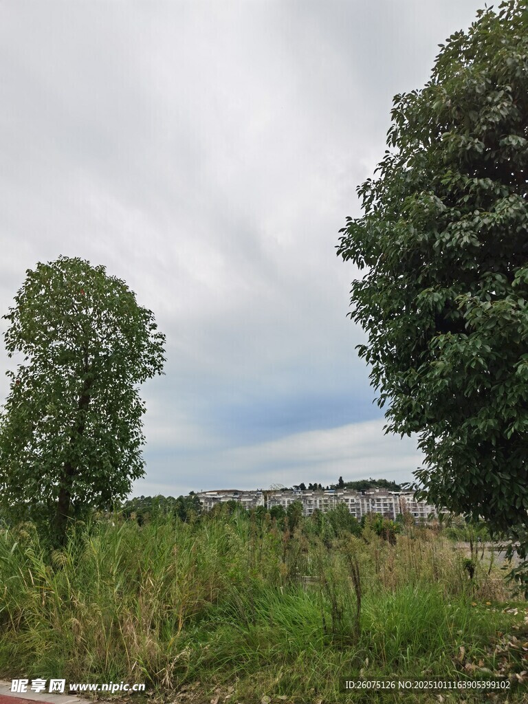 田野绿树间的开阔景致