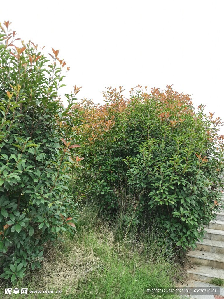 路边繁茂绿植与石阶