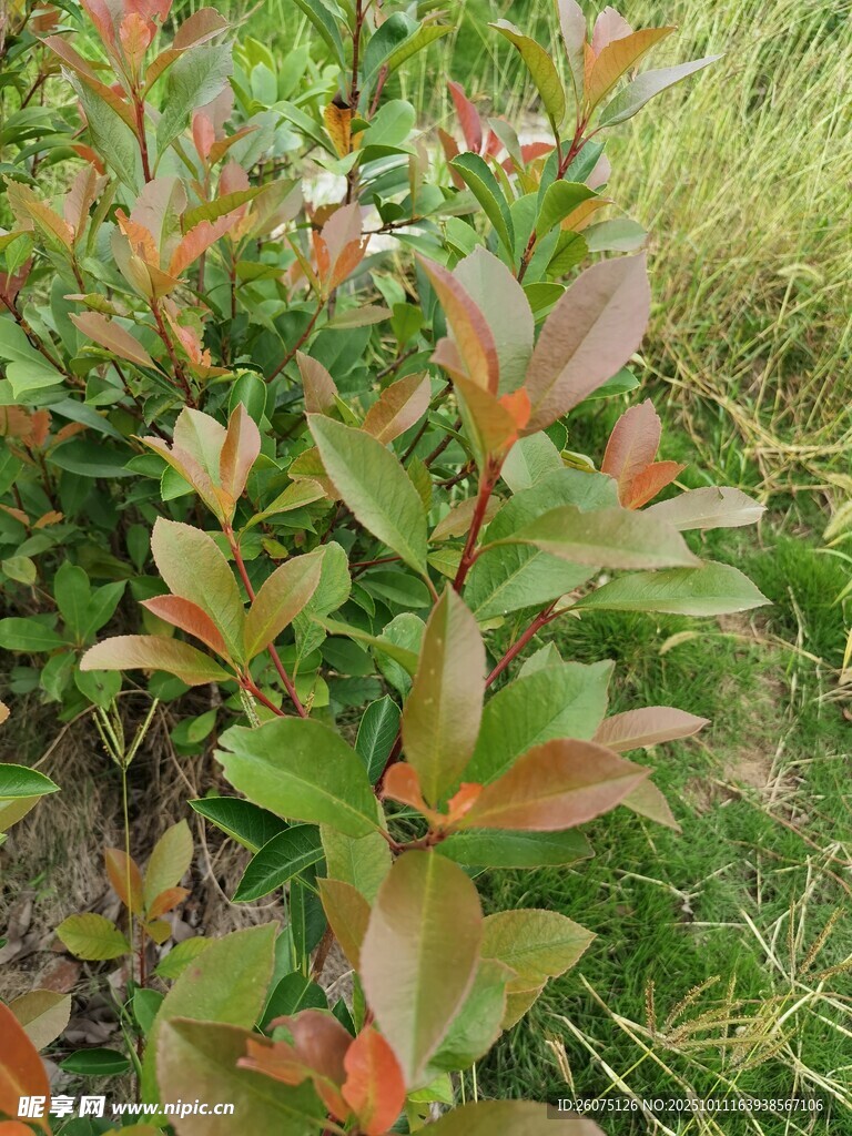 多彩叶片的植物景观