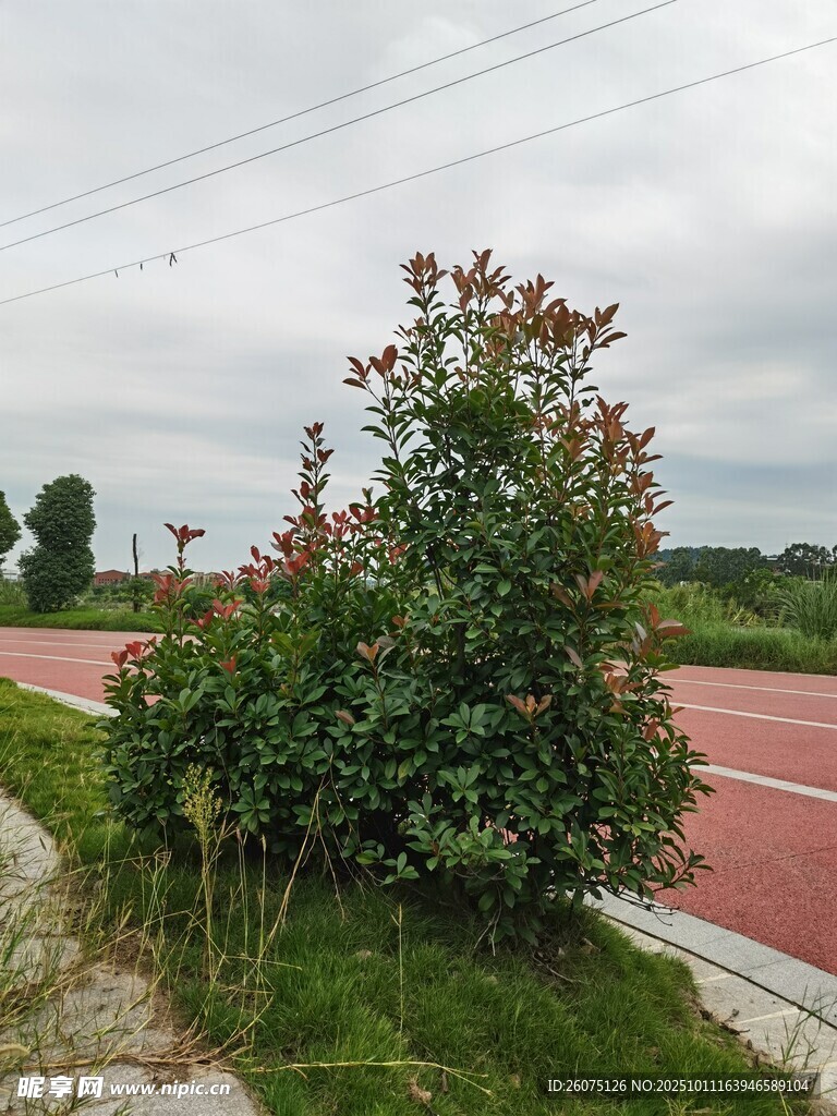 路边绿植与红色跑道景观