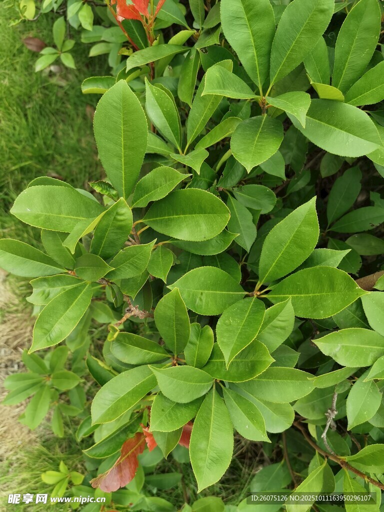 绿叶红花植物特写