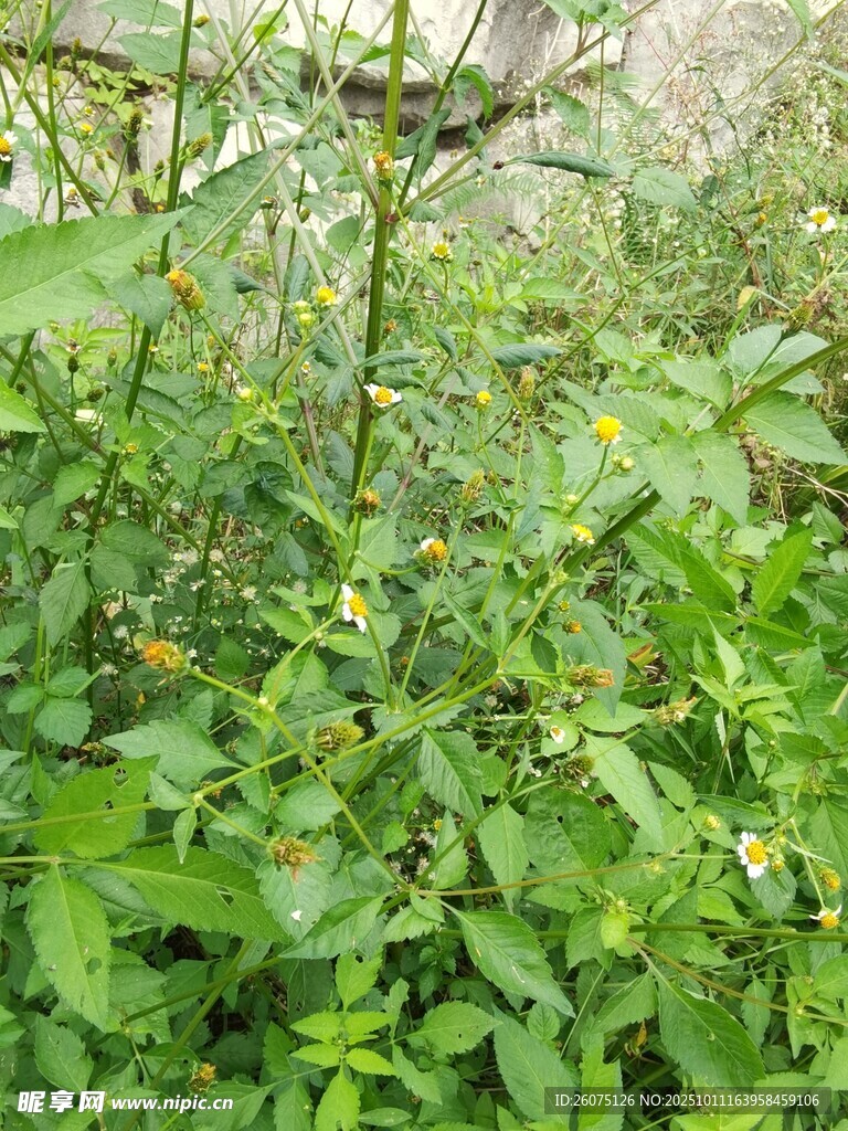 野外繁茂的绿色植物景观