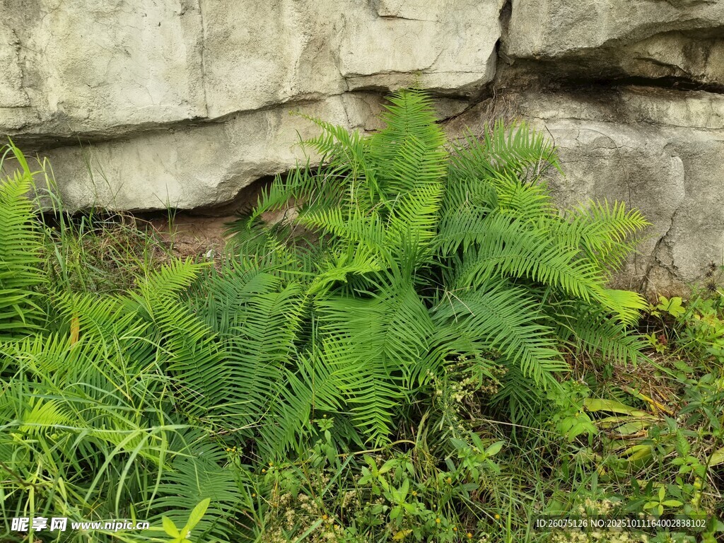 石缝间的翠绿蕨类植物