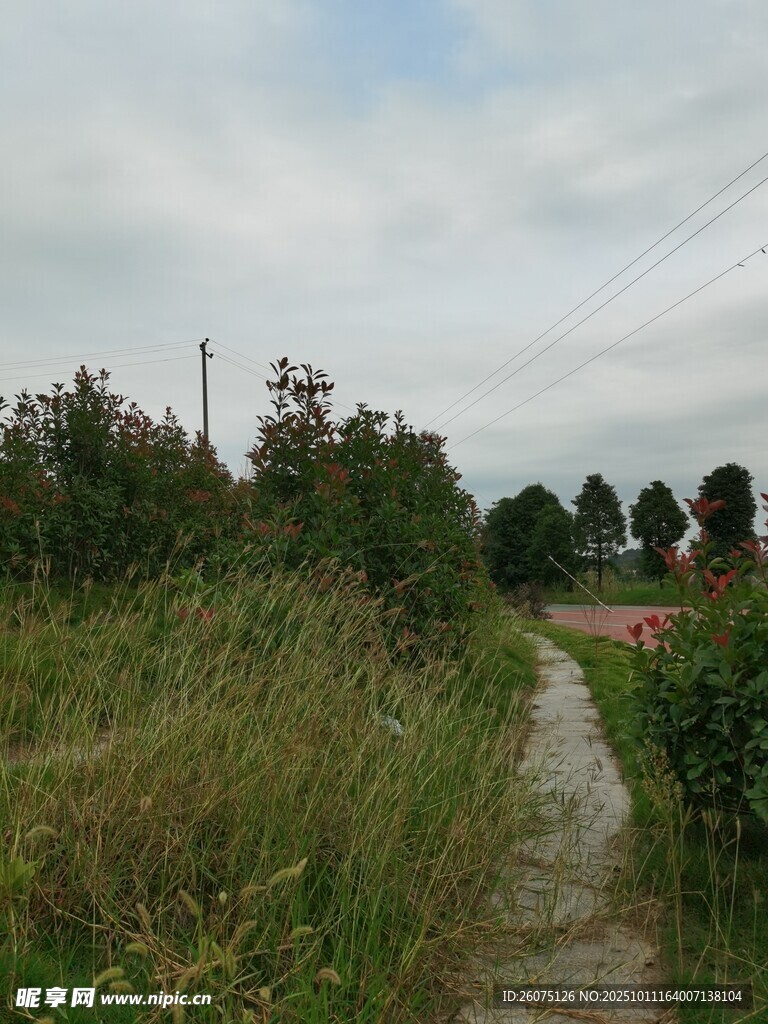 乡间小径绿意盎然的风景