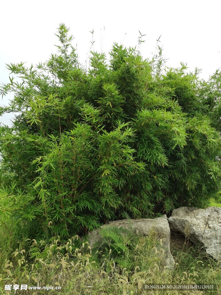 绿叶繁茂的灌木与大石