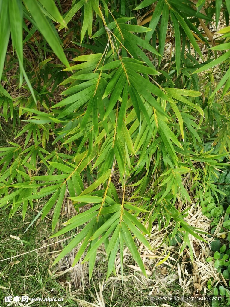 翠绿竹叶尽显自然生机