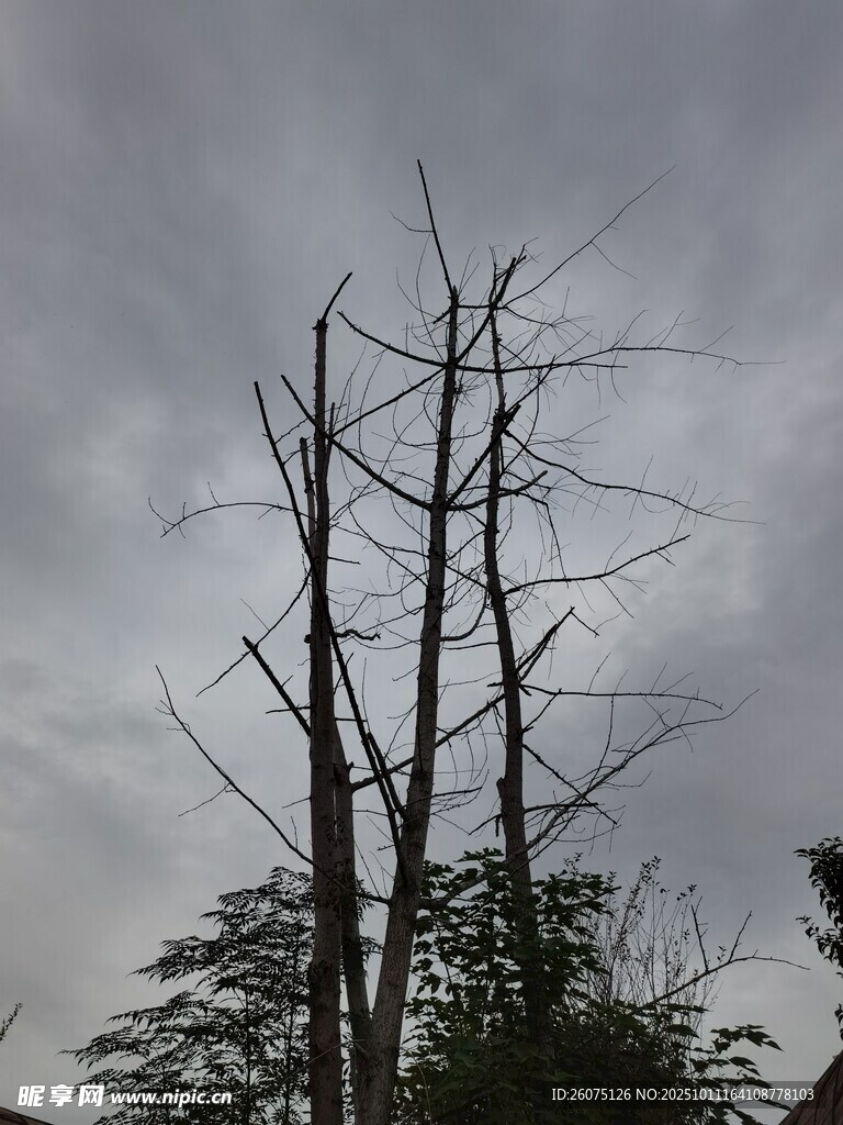 枯树挺立在阴沉天空下