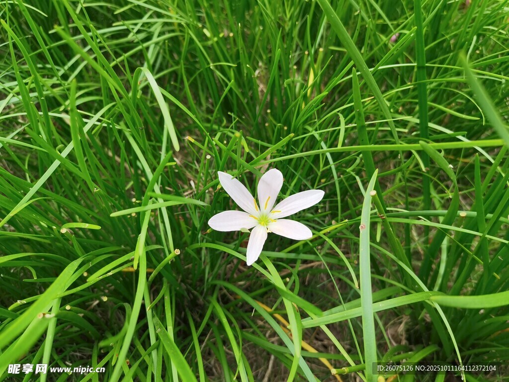 绿草中的素雅小白花