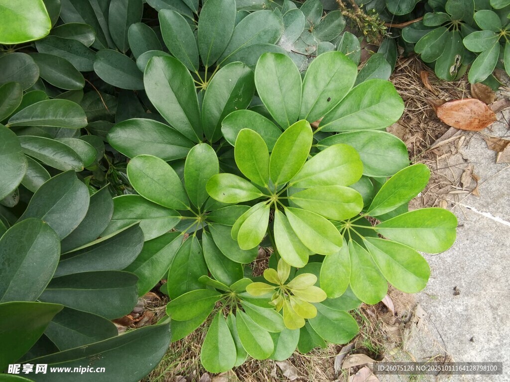 翠绿茂盛的绿植景观