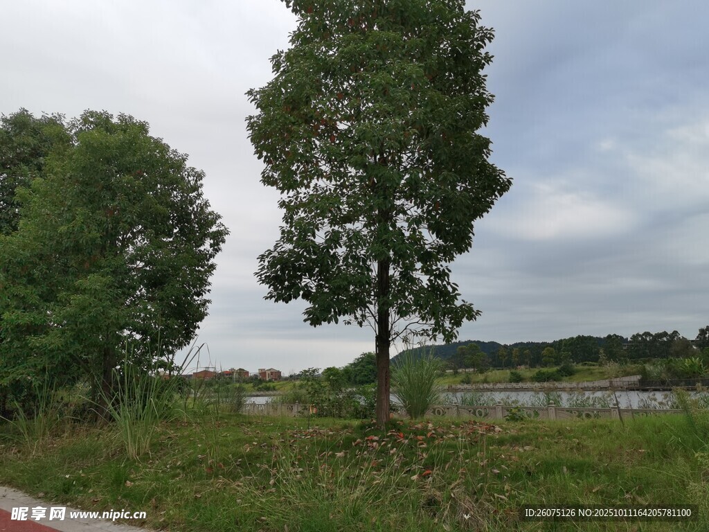 郊外绿树风景